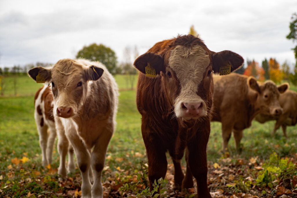 leuchtturm81-cows-4383468
